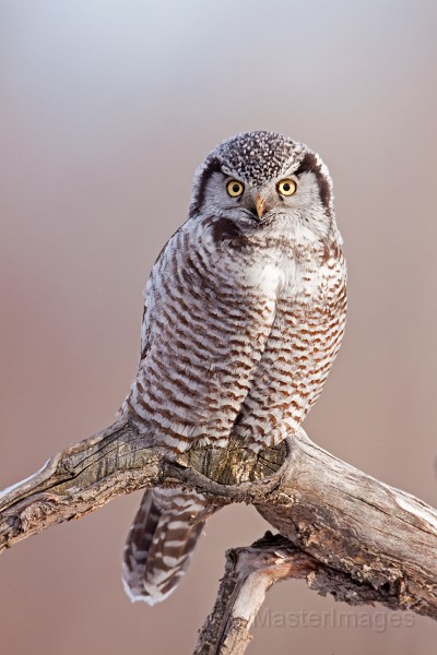 IMG_0260c.jpg - Northern Hawk-Owl (Surnia ulula)